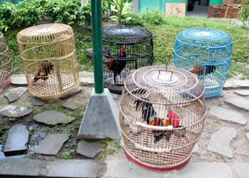 The Emergence Of Tough Cockfighting Rooters